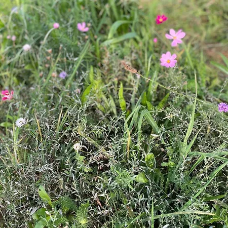 Newly Built Marielyst Bøtø By